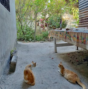 Kırsal Guatemala 'da Bahçeyi İzleyen İki Sarı Kedi. Evcil hayvan konsepti