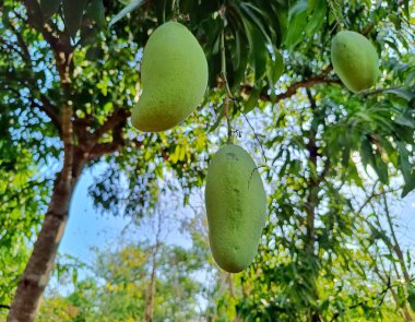 Yeşil Mango (Mangifera indica) Guatemala 'da bir ağaçta asılı. Guatemala 'nın tipik meyveleri