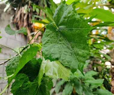 Tropikal Guatemala bahçesinde Chaya yaprağı (Cnidoscolus aconitifolius)
