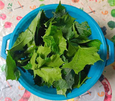 Taze chaya yaprakları (Cnidoscolus aconitifolius) pişirmeye hazır mavi bir kasede