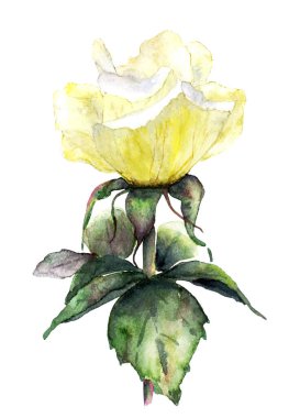 Raster sapında yapraklar olan sarı bir gül çizmiş.