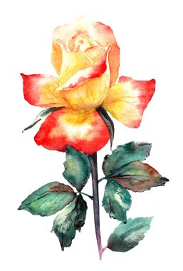 Yapraklı sarı ve kırmızı bir gülün izole edilmiş klipsi.