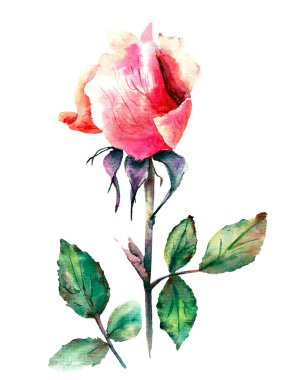 Çizim tekniğini kullanarak sapında pembe bir gül olan çiçek çizimi.