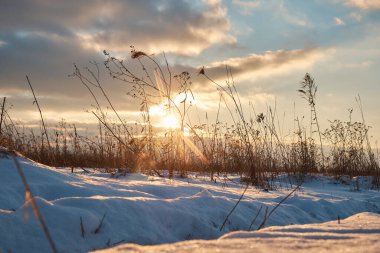 A view of a snow-covered field with dry grass. Evening sunset. Winter theme.