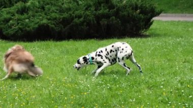 Two dogs play with each other in nature, jumping on each other.