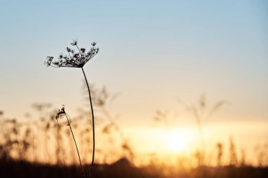 A stalk of a single dry blade of grass, close-up, in the evening sunset.