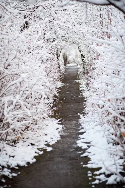 Inverno Chegou Primeira Neve Geada Ramos Árvores Lembram Túnel Neve — Fotografia de Stock