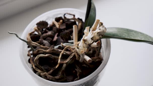 Demonstration Cut Orchid Root Flower Pot — Vídeo de Stock