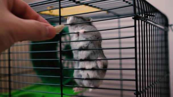 Small Beautiful Hamster Hides Pumpkin Seeds His Cheeks Matter How — 图库视频影像
