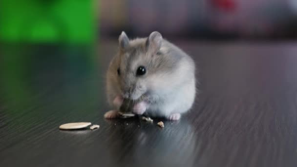 Hamster Peeling Pumpkin Seeds Stuffed His Cheek Took Next One — Vídeo de Stock