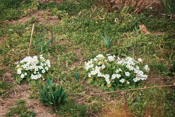 Eerste Lentebloemen Bloeiende Primrose Bloemen Tuin — Stockfoto