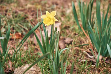 Bahar nergisleri ilkbaharın ilk çiçekleridir..