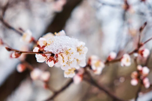 Frühling Unerwartete Abkühlung Schnee Auf Einem Blühenden Marillenbaum Fokus Auf — Stockfoto