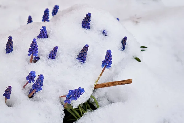 Spring Unexpected Cooling Snow Fell Blooming Flowers — Stock Photo, Image