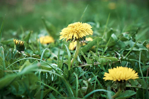 タンポポからのタンポポの花は緑の草の背景に葉 — ストック写真