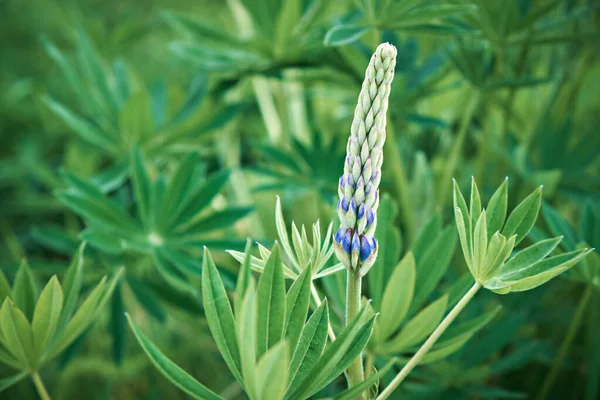 Lupine Planta Botão Flor Pronto Para Florescer — Fotografia de Stock