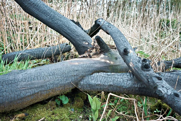 A burnt tree trunk lies in the middle of a field of dry grass.