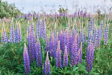 Summer wild lupine flowers in a meadow at sunset. Purple lupine flowers. Summer flower. clipart