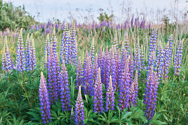 Summer wild lupine flowers in a meadow at sunset. Purple lupine flowers. Summer flower.