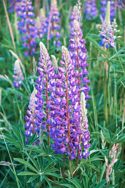 日没の牧草地で夏の野生のライプラインの花 紫色の総状花序を伸ばします 夏の花 垂直写真 — ストック写真