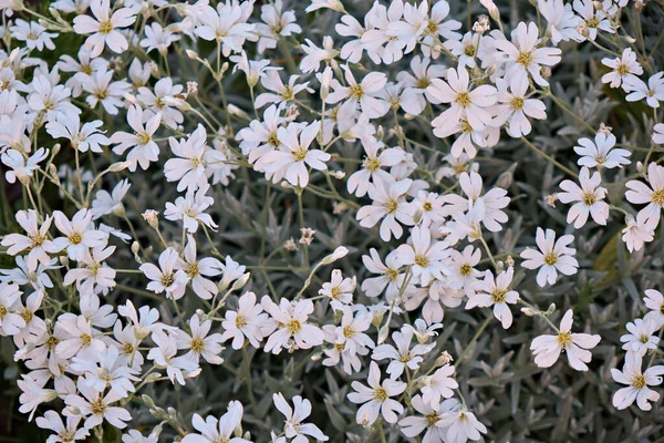 Voorjaarsbloemen Zijn Vaak Zien Weiden Bermen Weiden — Stockfoto