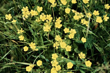 Bahar çiçekleri. Sık sık çayırlarda, yol kenarlarında ve otlaklarda görülebilirler..