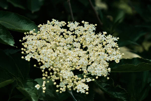 Stock image Spring wild flowers. They can often be seen in meadows, roadsides and pastures.