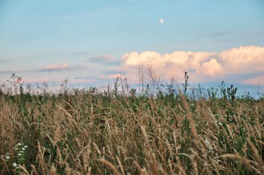 Gökyüzü ve ay gün batımında çayırda..