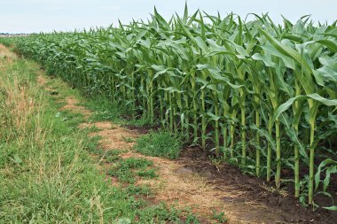 Bulutların arkaplanındaki mısır tarlası.