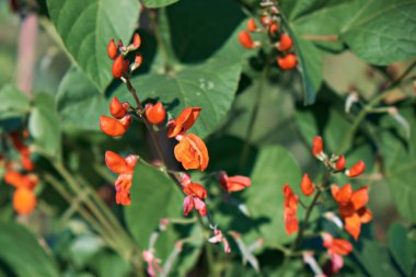 Fasulye çiçekleri alev kırmızısıdır. Seçici odak.