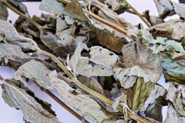 Kurumuş nane şekeri, dallarla birlikte yapraklar. Beyaz arkaplanda izole.