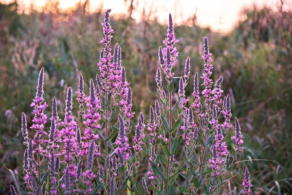 リュスクラムサリカラは 草原に花を咲かせています サマー サマー — ストック写真