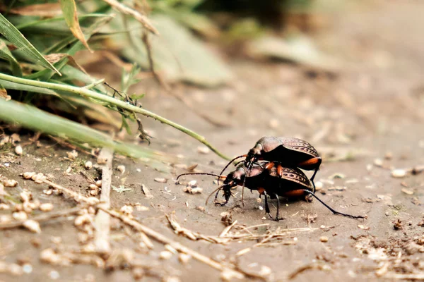 Seekor Kumbang Membawa Kumbang Lain — Stok Foto