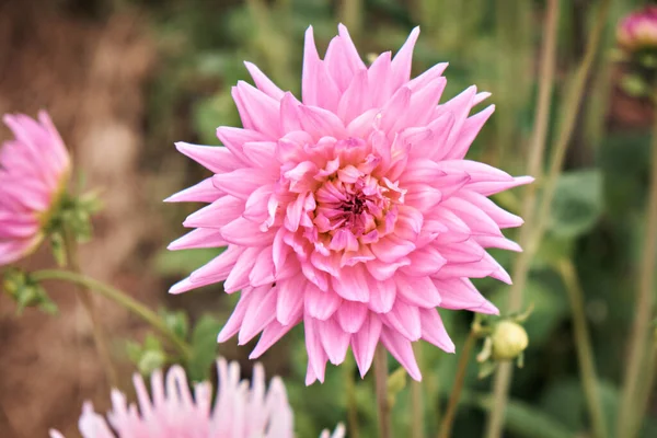 Yapraklardan oluşan arka planda güzel pembe yıldız çiçekleri. Seçici odak.