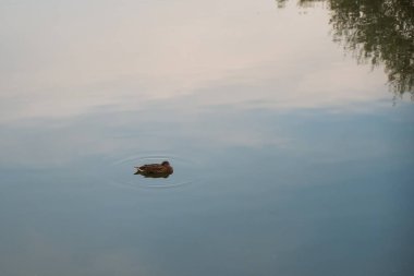 Güneşli bir günde, yaban ördeği..