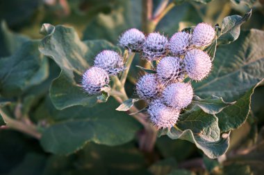 Devedikeni çiçeklerinin kapalı tomurcukları yaz doğasının parlak yeşil arka planında. Yakın doğa.