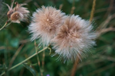 Tarlanın aşağısındaki çayırda..