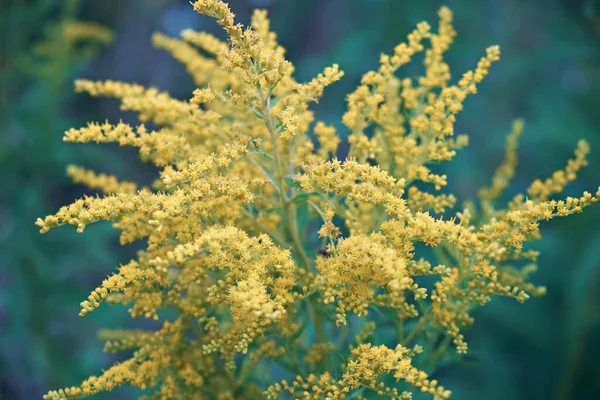 Arbustos Florecientes Ambrosía Amarilla Enfoque Selectivo — Foto de Stock