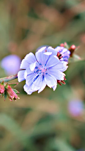 Blue chicory flower growing on a stem in a flower garden. The concept of growing medicinal plants. Close-up.