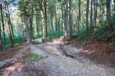 Ormandaki bisiklet parkında bisiklet sürdükleri patika..