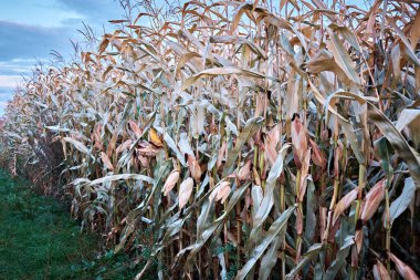 Kuru bir mısır tarlası hasat için hazır..