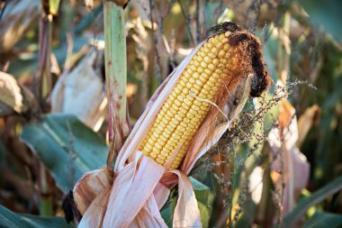 Olgun, sarı bir mısır kulağı. Bir tarlada yeşil bir yaprak içinde..
