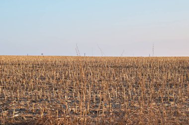 Hasattan sonra mısır tarlası böyle görünüyor..