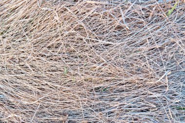 çayır üzerinde kuru ot.