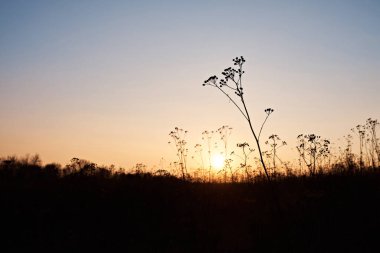 Gün batımında çayırdaki kuru çalılar..