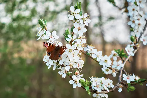 Vacker Bild Naturen Fjäril Ett Blommande Träd Stockfoto