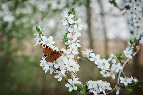 Vacker Bild Naturen Fjäril Ett Blommande Träd Stockfoto