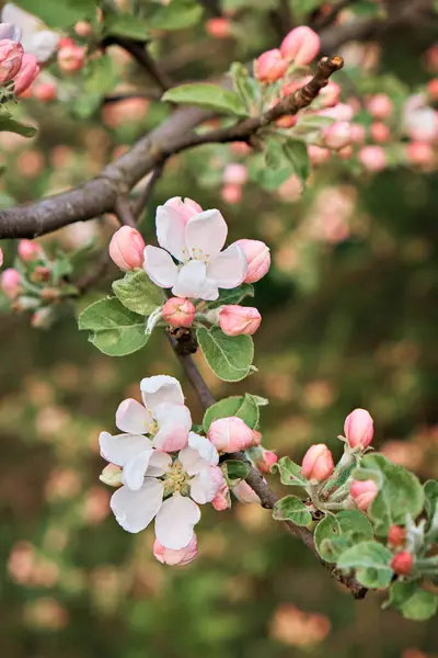 Ett Blommande Äppelträd Vårträdgård Närbild Blommor Ett Träd Selektiv Inriktning Royaltyfria Stockbilder