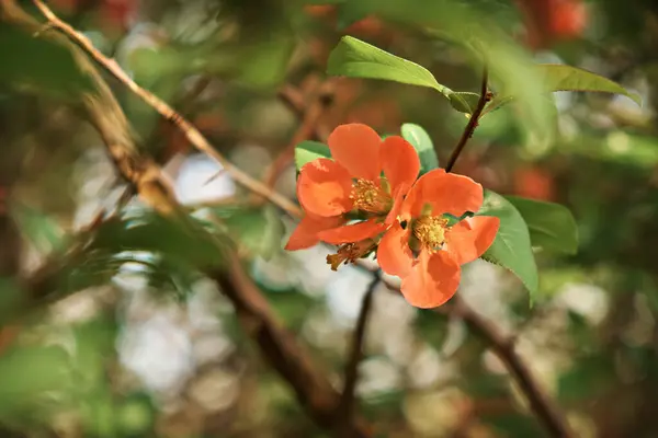 Japansk Kvitten Blomma Våren Artens Namn Chaenomeles Japonica Royaltyfria Stockbilder