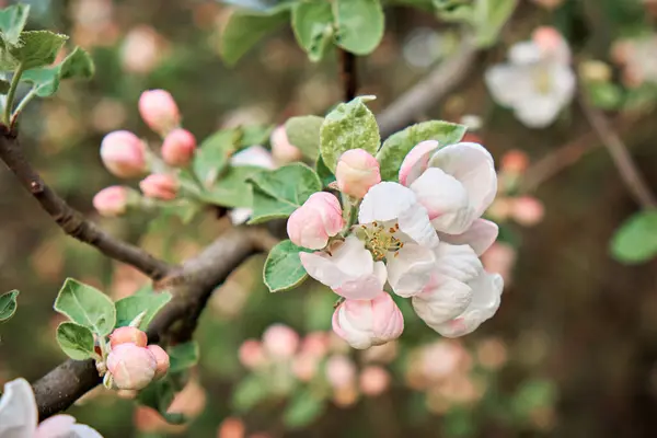 Ett Blommande Äppelträd Vårträdgård Närbild Blommor Ett Träd Royaltyfria Stockbilder